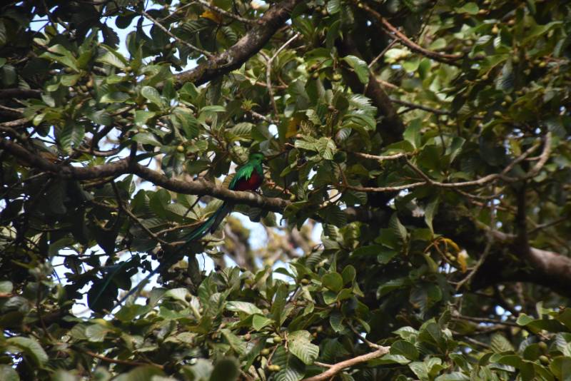 Quetzal en Monteverde