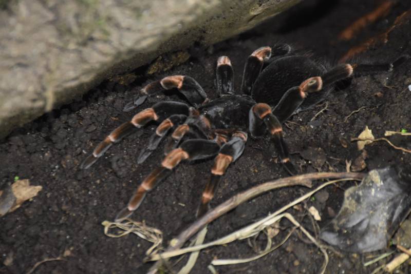 Spider Monteverde