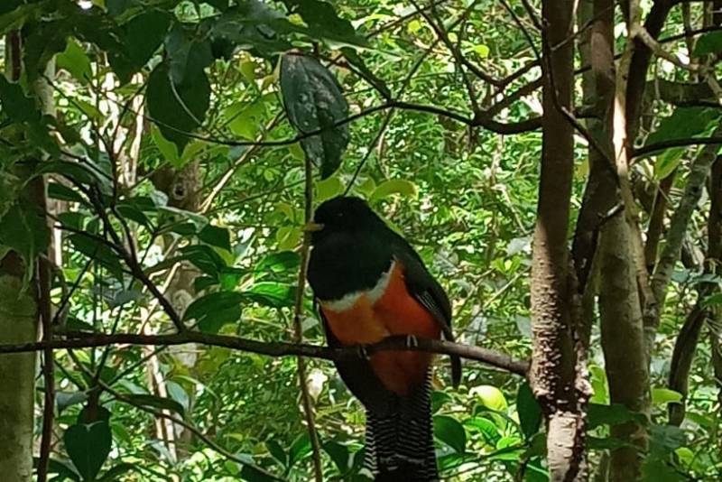 Trogon Monteverde