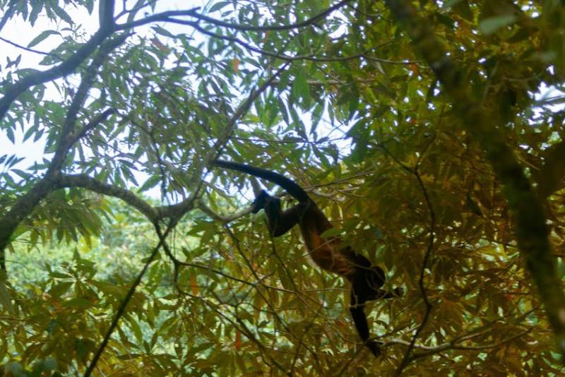 Night walk Monteverde