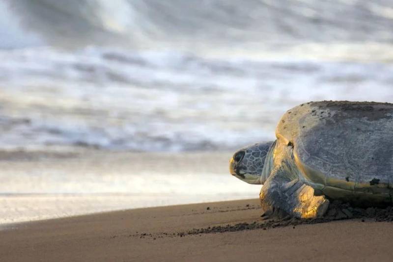 Turtle Nesting Activity in Ostional