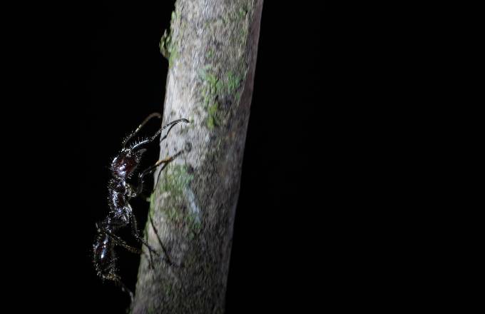 Caribbean's jungle bullet ant