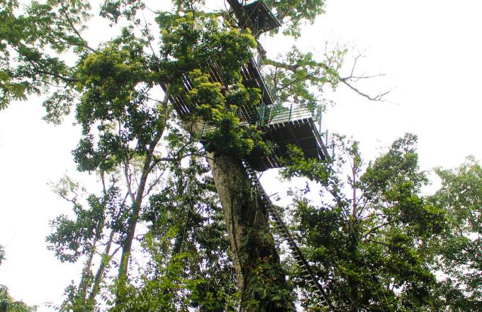 Ceibo tree in Puerto Viejo of Talamanca