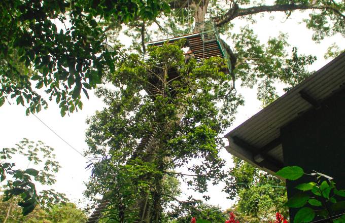 Climbing of the Ceibo tree
