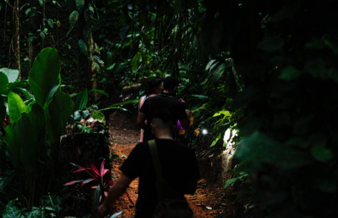 Night walk in the Caribbean Jungle
